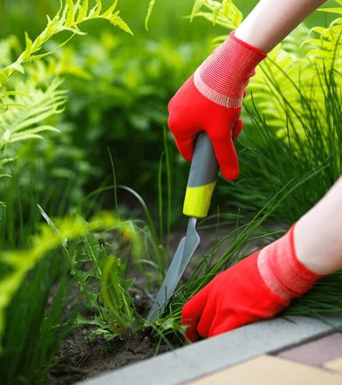 weed-control2 weed-control2
